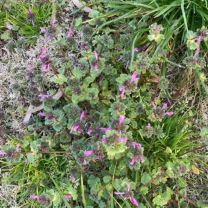 Lamium amplexicaule at Moss Vale, NSW - 29 Jul 2020 08:18 PM
