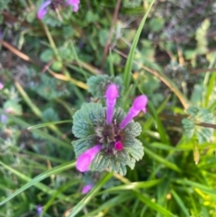 Lamium amplexicaule at Moss Vale, NSW - 29 Jul 2020