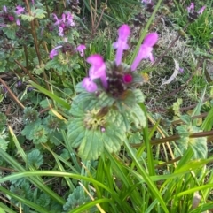 Lamium amplexicaule at Moss Vale, NSW - 29 Jul 2020