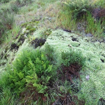 Cheilanthes sp. (Rock Fern) at Albury - 1 Aug 2020 by ClaireSee