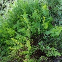 Cheilanthes (genus) at Table Top, NSW - 2 Aug 2020 01:37 AM