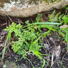 Cheilanthes sp. (Rock Fern) at Table Top, NSW - 2 Aug 2020 by ClaireSee