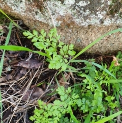 Cheilanthes sp. at Table Top, NSW - 2 Aug 2020