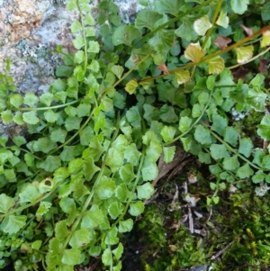 Asplenium flabellifolium at Table Top, NSW - 2 Aug 2020