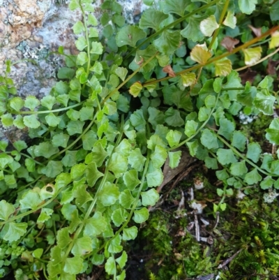 Asplenium flabellifolium (Necklace Fern) at Table Top, NSW - 1 Aug 2020 by ClaireSee