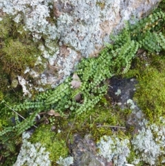 Asplenium flabellifolium at Table Top, NSW - 2 Aug 2020 01:42 AM