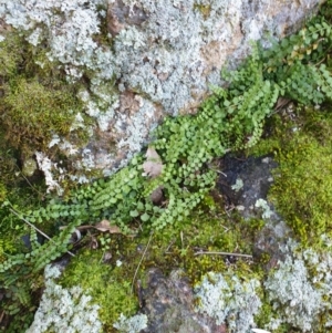 Asplenium flabellifolium at Table Top, NSW - 2 Aug 2020