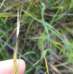 Microlaena stipoides (Weeping Grass) at Table Top, NSW - 1 Aug 2020 by ClaireSee