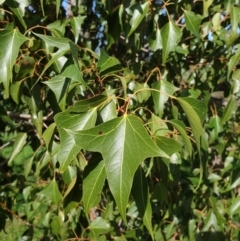 Brachychiton populneus subsp. populneus (Kurrajong) at Budginigi - 2 Aug 2020 by ClaireSee