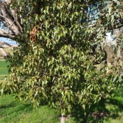 Brachychiton populneus subsp. populneus at Albury - 2 Aug 2020