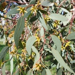 Eucalyptus blakelyi (Blakely's Red Gum) at Budginigi - 2 Aug 2020 by ClaireSee