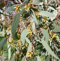 Eucalyptus blakelyi (Blakely's Red Gum) at Albury - 2 Aug 2020 by ClaireSee