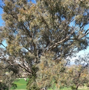 Eucalyptus blakelyi at Albury - 2 Aug 2020 02:16 AM