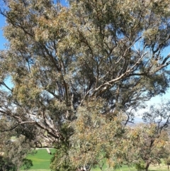 Eucalyptus blakelyi at Albury - 2 Aug 2020