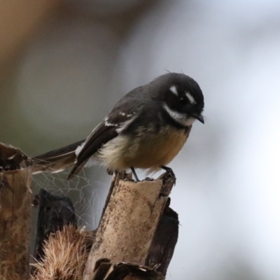 Rhipidura albiscapa (Grey Fantail) at Guerilla Bay, NSW - 1 Aug 2020 by jb2602