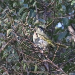 Meliphaga lewinii (Lewin's Honeyeater) at Guerilla Bay, NSW - 1 Aug 2020 by jbromilow50