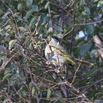 Meliphaga lewinii (Lewin's Honeyeater) at Guerilla Bay, NSW - 1 Aug 2020 by jbromilow50
