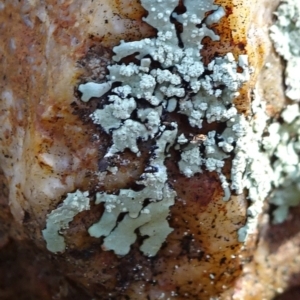 Parmeliaceae (family) at Bruce, ACT - 18 Jul 2020 10:51 AM