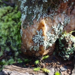 Parmeliaceae (family) at Bruce, ACT - 18 Jul 2020 10:51 AM