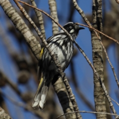 Phylidonyris novaehollandiae (New Holland Honeyeater) at Guerilla Bay, NSW - 1 Aug 2020 by jb2602