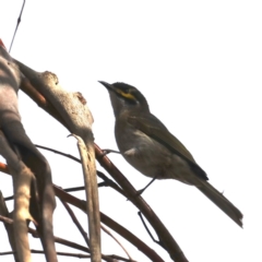 Caligavis chrysops (Yellow-faced Honeyeater) at Guerilla Bay, NSW - 1 Aug 2020 by jb2602