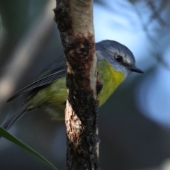 Eopsaltria australis (Eastern Yellow Robin) at Guerilla Bay, NSW - 1 Aug 2020 by jb2602