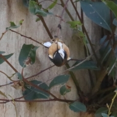 Acanthorhynchus tenuirostris (Eastern Spinebill) at Guerilla Bay, NSW - 1 Aug 2020 by jb2602