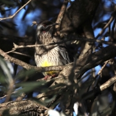 Anthochaera carunculata (Red Wattlebird) at Guerilla Bay, NSW - 1 Aug 2020 by jb2602