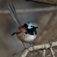 Malurus lamberti (Variegated Fairywren) at Guerilla Bay, NSW - 1 Aug 2020 by jb2602