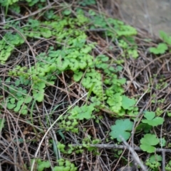 Adiantum aethiopicum (Common Maidenhair Fern) at Hackett, ACT - 14 Apr 2014 by AaronClausen