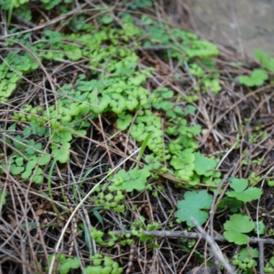 Adiantum aethiopicum (Common Maidenhair Fern) at Mount Majura - 14 Apr 2014 by AaronClausen