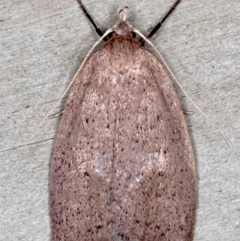 Garrha (genus) (A concealer moth) at Guerilla Bay, NSW - 1 Aug 2020 by jb2602