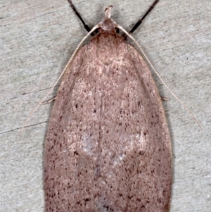 Garrha (genus) at Guerilla Bay, NSW - 1 Aug 2020 07:31 PM