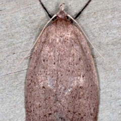 Garrha (genus) (A concealer moth) at Guerilla Bay, NSW - 1 Aug 2020 by jbromilow50