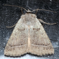 Pantydia sparsa (Noctuid Moth) at Guerilla Bay, NSW - 1 Aug 2020 by jbromilow50