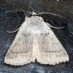 Pantydia sparsa at Guerilla Bay, NSW - 1 Aug 2020