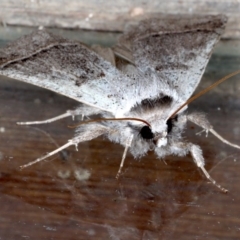 Pantydia sparsa at Guerilla Bay, NSW - 1 Aug 2020