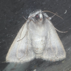 Pantydia sparsa at Guerilla Bay, NSW - 1 Aug 2020 06:54 PM