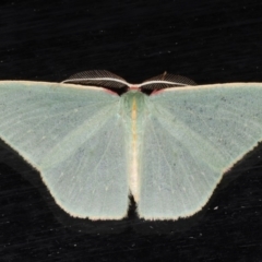 Chlorocoma dichloraria (Guenee's or Double-fringed Emerald) at Guerilla Bay, NSW - 1 Aug 2020 by jb2602