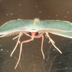 Chlorocoma dichloraria at Guerilla Bay, NSW - 1 Aug 2020