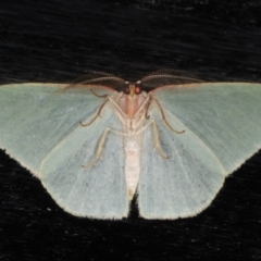 Chlorocoma dichloraria at Guerilla Bay, NSW - 1 Aug 2020