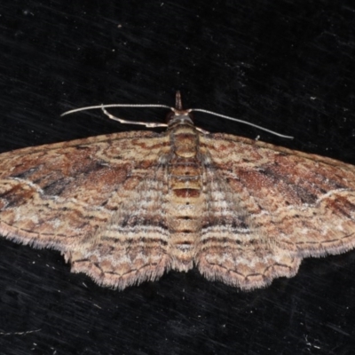 Chloroclystis filata (Filata Moth, Australian Pug Moth) at Guerilla Bay, NSW - 1 Aug 2020 by jb2602