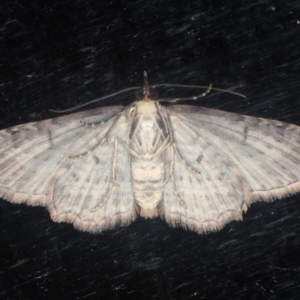 Chloroclystis filata at Guerilla Bay, NSW - 1 Aug 2020