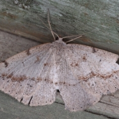 Taxeotis intextata (Looper Moth, Grey Taxeotis) at Guerilla Bay, NSW - 1 Aug 2020 by jb2602