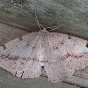 Taxeotis intextata at Guerilla Bay, NSW - 1 Aug 2020 07:30 PM