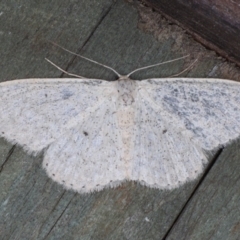 Scopula optivata (Varied Wave) at Guerilla Bay, NSW - 1 Aug 2020 by jb2602