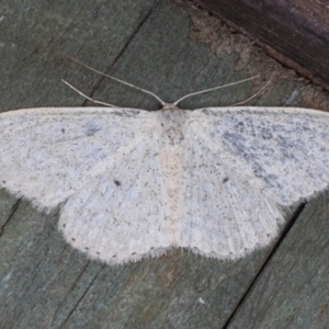 Scopula optivata at Guerilla Bay, NSW - 1 Aug 2020 08:37 PM