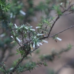Leucopogon juniperinus (Long Flower Beard-Heath) at Moruya, NSW - 1 Aug 2020 by LisaH