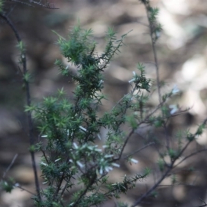 Leucopogon juniperinus at Moruya, NSW - suppressed