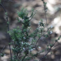 Leucopogon juniperinus at Moruya, NSW - 2 Aug 2020